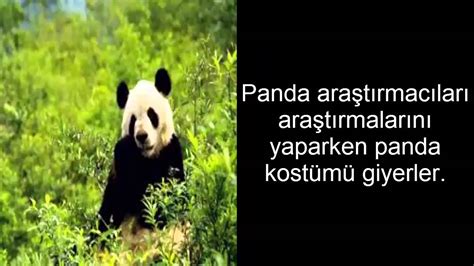 pandalar ile ilgili ilginç bilgiler